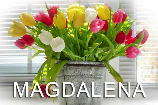 Tulipany z napisem Magdalena